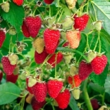 Popravi ogrlicu od rubina maline